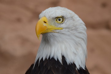 Obraz premium Bird of prey