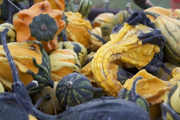 Small Gourds