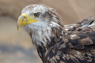 Bird of prey