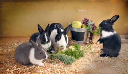 Fototapeta premium Vegetarian dinner with family of rabbits
