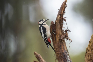 Great Spotted Woodpecker (Dendrocopos major) perched on a branch