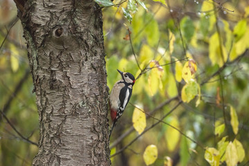 Great Spotted Woodpecker (Dendrocopos major) perched on a tree t