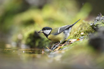 Great Tit (Parus major) with seed in beak sitting next to pond