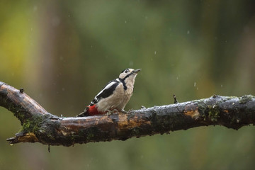 Great Spotted Woodpecker (Dendrocopos major) perched on a wet br