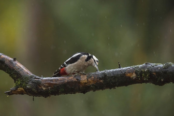 Obraz na płótnie Canvas Great Spotted woodpecker (Dendrocopos major) feeding on a branch