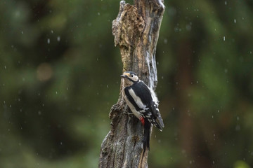 Great Spotted Woodpecker Dendrocopos major, male pressed tight a
