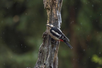 Great Spotted Woodpecker Dendrocopos major, male pressed tight a