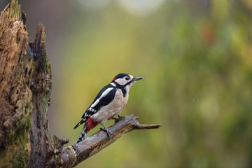 Great Spotted Woodpecker (Dendrocopos major) resting on a wet de