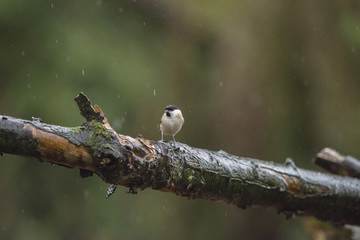 Marsh tit (Parus palustris) perching on wet branch in the rain.