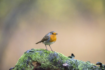 European Robin (Erithacus rubecula) perched on mossy branch in r