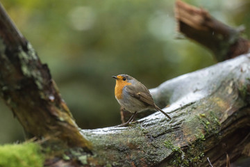 European Robin (Erithacus rubecula) sitting on mossy branch in r