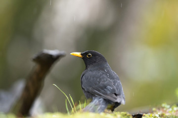 Perching male common blackbird (Turdus merula) on mossy forest g