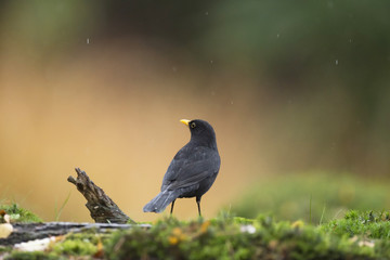 Perching male common blackbird (Turdus merula) on mossy forest g