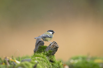 Great tit (Parus major) standing with wide legs on tree stump in