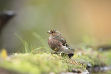 Foraging female common chaffinch (Fringilla coelebs) on mossy fo