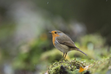 European robin perched on mossy forest ground in the rain.