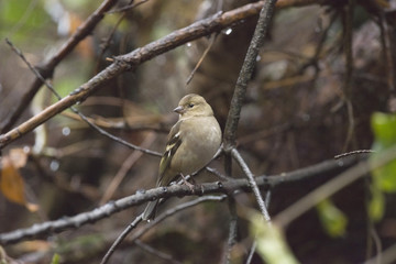 Female common chaffinch (Fringilla coelebs) perched on a twig in