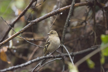 Female common chaffinch (Fringilla coelebs) perched on a twig in