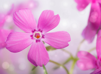 Dreamy image of a beautiful pink Creeping Phlox bloom