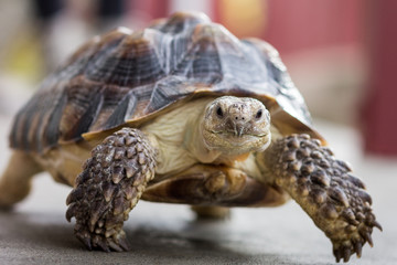 tortoise