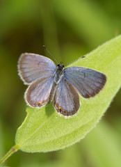 Dorsal view of an Eastern-tailed Blue butterfly resting on a leaf