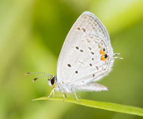 Fototapeta na wymiar Diminutive Eastern Tailed Blue butterfly resting on a blade of grass against summer green background