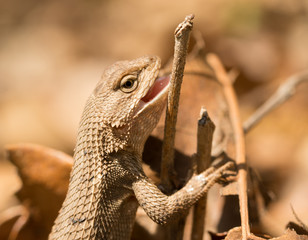 Female Eastern Fence Lizard in spring sun