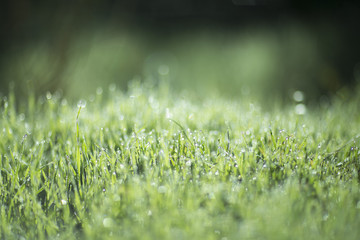 Morning dew on the green grass