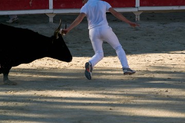 Course camarguaise.