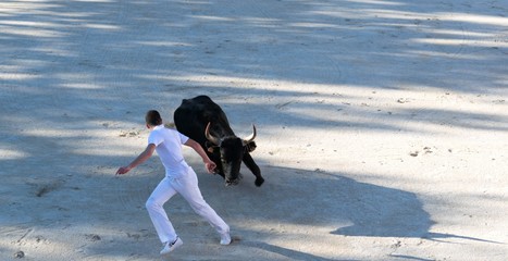 Course camarguaise.