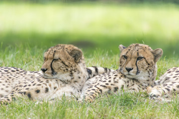 Geparden © gerckens.photo