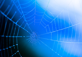 Closeup of a wet spiderweb wtih dew drops
