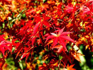 View of the Japanese garden in autumn in Kyoto, Japan.