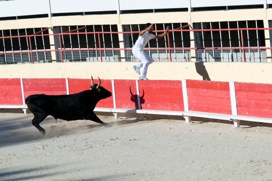 Course camarguaise.