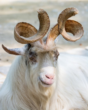 Portrait of a markhor goat