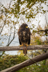 Eagle