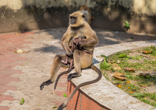 Gray mother langur monkey caresses her baby in a park at Dakshineshwar West Bengal, India.