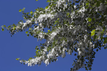 Poplar fluff, heat, July