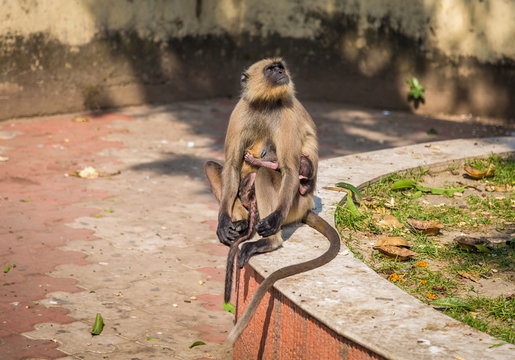 A gray mother langur monkey cuddles her baby monkey at a garden in Dakshineshwar, West Bengal, India.