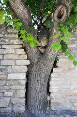 Tree incorporated in wall