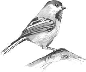 Sparrow Pencil Drawing, Animal Bird Vector