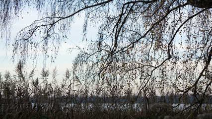 Verhangener Seeblick durch Äste