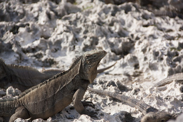 Iguanas in their natural habitat