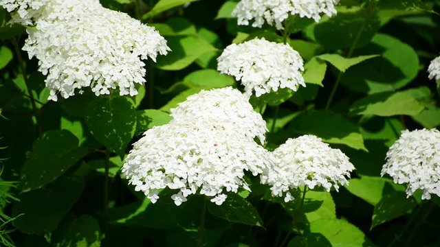 White hydrangea blooms profusely in garden