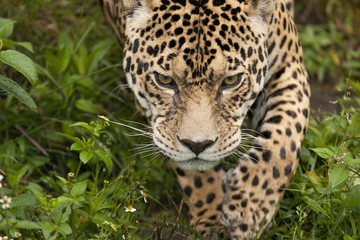 Fototapeta na wymiar Prowling jaguar, Panthera onca, in Ecuador.