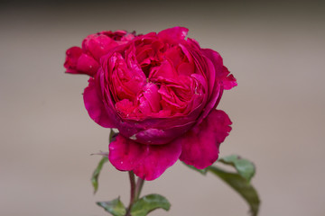 Rose des Lebens