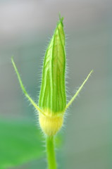 Vegetabe flower
