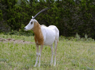 Magnificent Scimitar-Horned Oryx standing in grassland