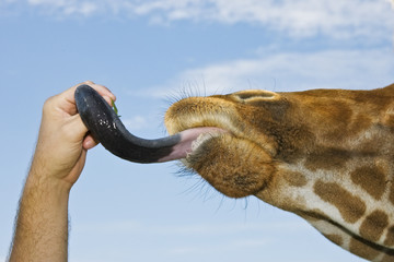 Closeup of the head of a giraffe licking a person's hand