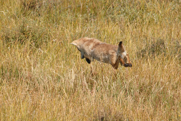 Coyote jumping and hunting